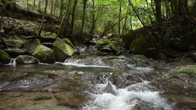 緑の森の下を流れる川