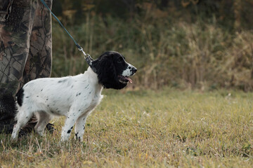 Young dog on a leash is standing next to its owner in rural.