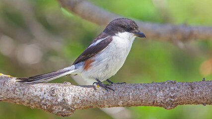 Female Fiscal Shrike