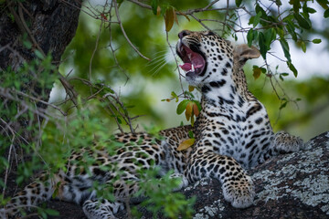 Leopard (Panthera Pardus) female yawning in a African ebony or jackal-berry (Diospyros mespiliformis) tree. Kruger National Park. Mpumalanga. South Africa.