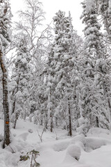 Winter landscape. Taganay national Park, Zlatoust city, Chelyabinsk region, South Ural, Russia.