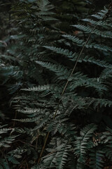 dark fern leaf closeup in forest