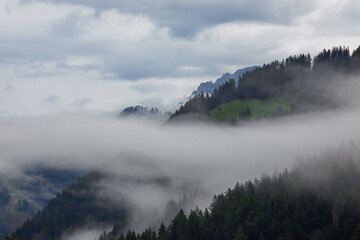 Coniferous forest in the Alps covered with low clouds after rain