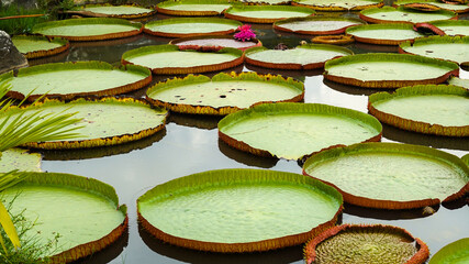 lotus flower in the pond
