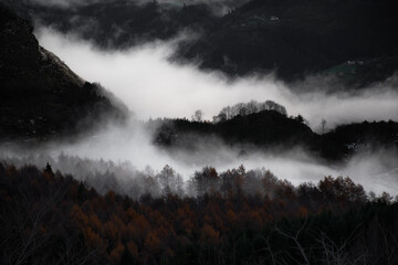 bosque con niebla de madrugada