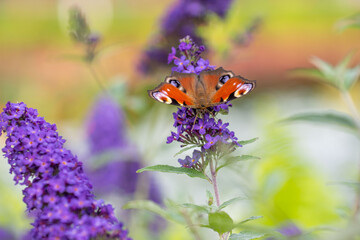 Schmetterlingsflieder