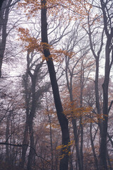 Fototapeta premium Beautiful atmospheric mystical autumn landscape. Trunks of trees in foggy forest