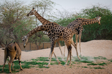 Wild giraffe in the zoo