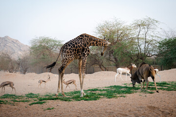 Wild giraffe in the zoo