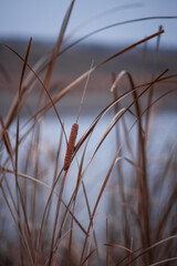 Obraz premium Photo of brown grass by the lake.