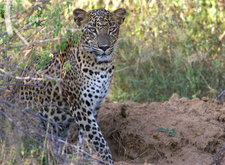 Leopard; portrait of a leopard; leopard portrait; portrait of a cat; cat portrait; leopard cub portrait; big cat portrait 