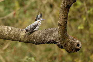 Crested Kingfisher , Megaceryle lugubris, Sattal, Uttarakhand, India