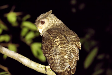 Spot Bellied Eagle owl, Bubo nipalensis, Ganeshgudi, Karnataka, India