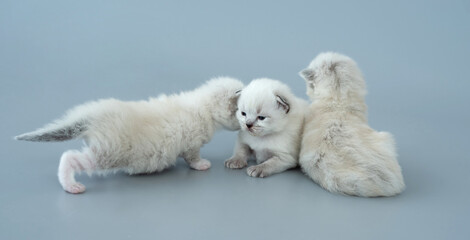 Ragdoll kittens isolated on light blue background