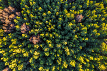 Directly above aerial drone full frame shot of green emerald pine forests and yellow foliage groves with beautiful texture of treetops. Beautiful fall season scenery. Mountains in autumn golden colors - Powered by Adobe