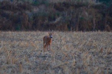 Roe deer ,,Capreolus capreolus,, in agricultural landscape,  Slovakia, Europe