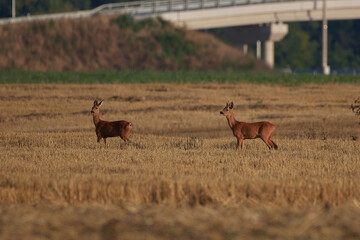 Roe deer ,,Capreolus capreolus,, in agricultural landscape,  Slovakia, Europe