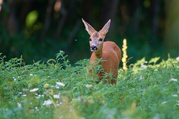 Roe deer ,,Capreolus capreolus,, in agricultural landscape,  Slovakia, Europe