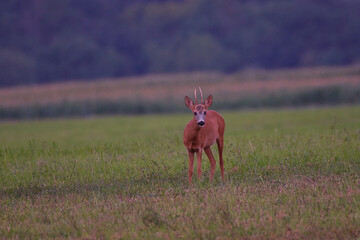 Roe deer ,,Capreolus capreolus,, in agricultural landscape,  Slovakia, Europe
