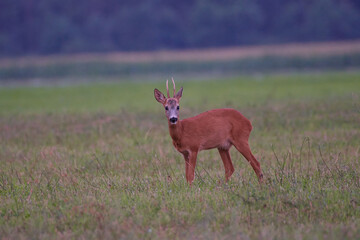 Roe deer ,,Capreolus capreolus,, in agricultural landscape,  Slovakia, Europe