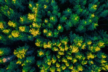 Directly above aerial drone full frame shot of green emerald pine forests and yellow foliage groves with beautiful texture of treetops. Beautiful fall season scenery. Mountains in autumn golden colors