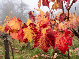 Leaves of a vine yellow and with red colors after the collection of the grapes in a vineyard with fog in the background