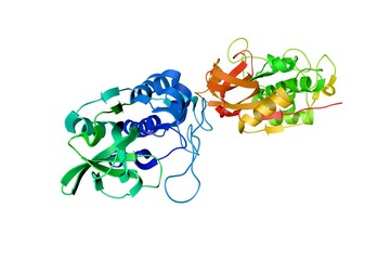 Crystal structure of cathepsin B in complex with nitroxoline. Ribbons diagram based on protein data bank entry 3ai8. Rainbow coloring from N to C. 3d illustration
