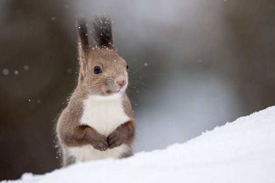 10 640 件の最適な 北海道かわいい動物 画像 ストック写真 ベクター Adobe Stock