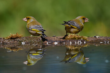 European greenfinch ,,Chloris chloris,, in amazing wild danubian forest, Slovakia, Europe