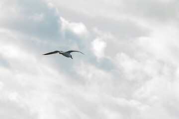 Fototapeta na wymiar A seagull flies in the cloudy sky of an autumn day
