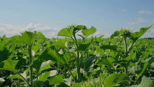 green sunflower in the field during the cap formation