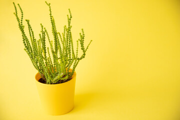 A flower with a green stem in a yellow pot on a yellow background