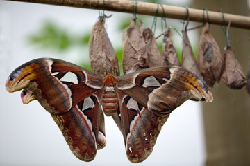 Atlasspinner mit Kokons