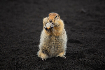 A charming gopher stands on volcanic sand and looks directly at the camera. A gopher has paws in its legs. Close-up. Natural habitat.