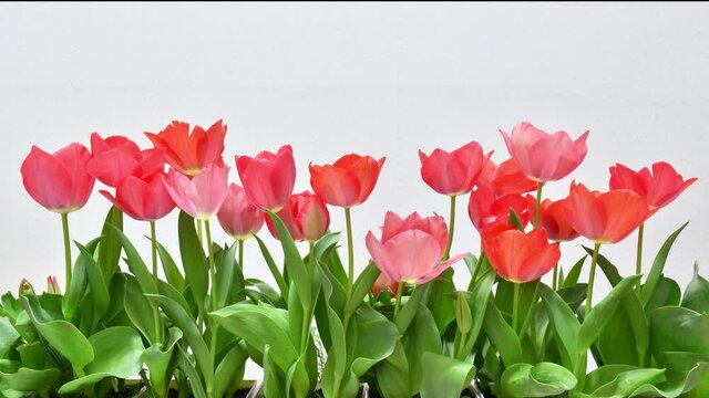 Time lapse of blooming tulips