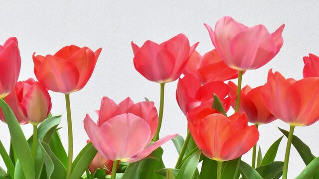 Time lapse of blooming tulips