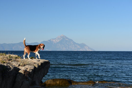 beagle dog standing on the edge of the rock at seashore on background of blue water, mountains and sky