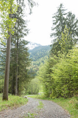 Fototapeta na wymiar gravel path in the forest
