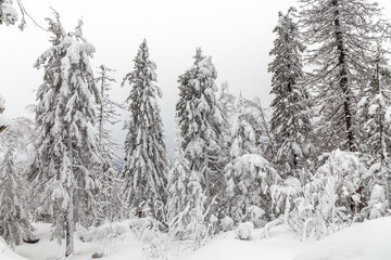 Winter landscape. Black rock, Taganay national Park, Zlatoust city, Chelyabinsk region, South Ural, Russia.