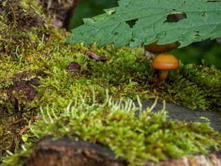 Waldpilze