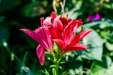 Blooming red lily (lilium) on a flowerbed at summer