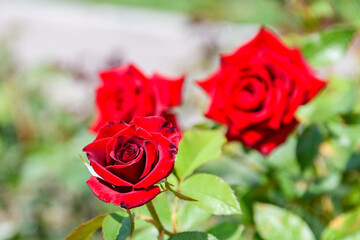 Red roses blossoming in a garden on spring