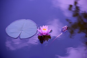 Obraz na płótnie Canvas pink lotus flower