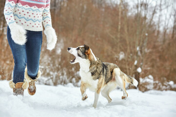 The dog walks in the winter in nature with its owner. They train and play  