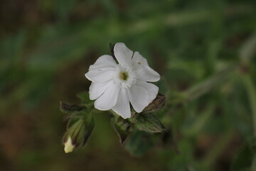 close-up of a white flower on a green background