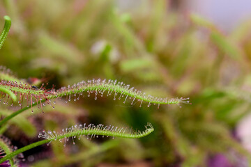 Löffelblättriger Sonnentau