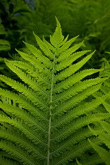 macro photo of green fern petals. The fern bloomed. Fern on a background of green plants. Beauty is in the little things