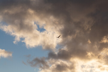seagull in the sky