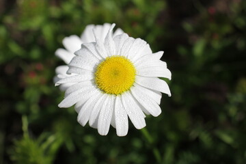 Fototapeta premium Chamomile or chamomile flower with water drops on white petals after rain on a green background. Close-up.