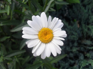 Obraz premium flower, chamomile, white, plant, grass, petals, nature